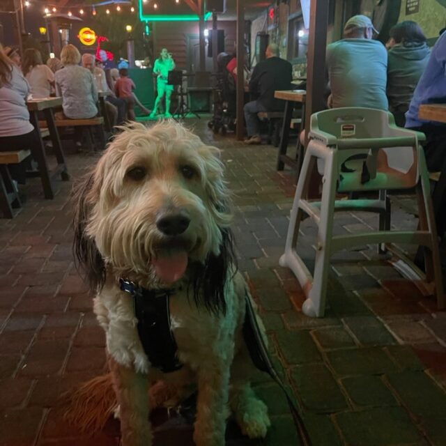 Big Dog's Brewing Company photo